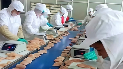 Automatic Chicken Flouring machine for Sunner Group